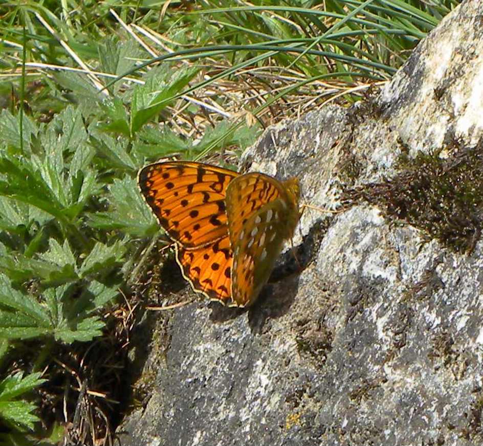 Argynnis aglaja